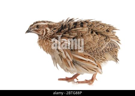 Quaglia selvaggia, coturnix coturnix, isolato su sfondo bianco. Foto Stock