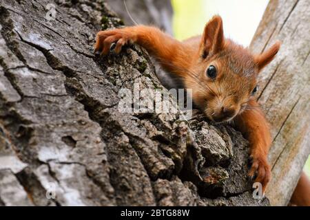 Giovane scoiattolo rosso che riposa su un albero. Foto Stock