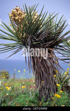 Mojave yucca (Yucca schidigera), Riserva statale di Torrey Pines, California Foto Stock