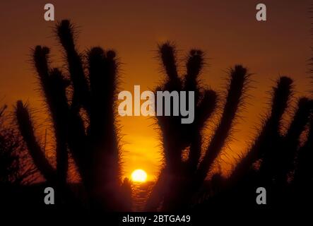 Cholla Sunrise, Anza Borrego Desert state Park, California Foto Stock