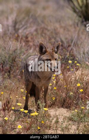 Coyote vicino a valle nascosta, Joshua Tree National Park, California Foto Stock