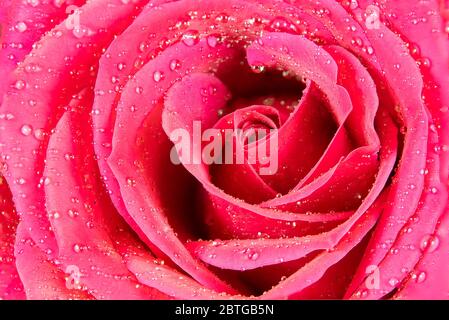 Chiudi macro shot di una rosa con gocce d'acqua Foto Stock