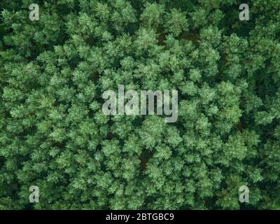 Immagine dall'alto in basso della foresta di pini verdi Foto Stock