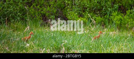 Coppia di gru di Sandhill del bambino (Grus canadensis) in maggio che vagano attraverso le zone umide in Wausau, Wisconsin, Panoramic Foto Stock