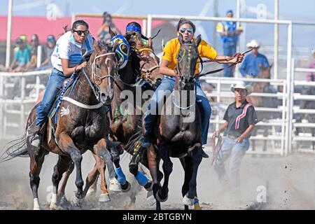 Lady Warrior Race al Piikani (Blackfoot) Nation Indian Relay (cavallo) Race a Brocket, Alberta Canada Foto Stock