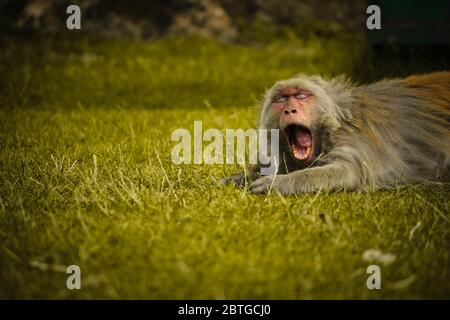 Primo piano di una simpatica scimmia adagiata sull'erba per un rilassante effetto retrò vintage Foto Stock