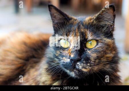 Carino gatto di strada guardando direttamente alla macchina fotografica. Ritratto di cute strada gatto. Foto Stock