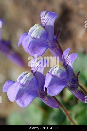 Toflax Ivy-Leaved - muralis Cymbaria Chioseup di tre fiori Foto Stock