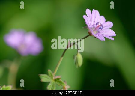 Hedgerow Crane's-Bill - Geranium pyrenaicum Fiore e Bud Foto Stock