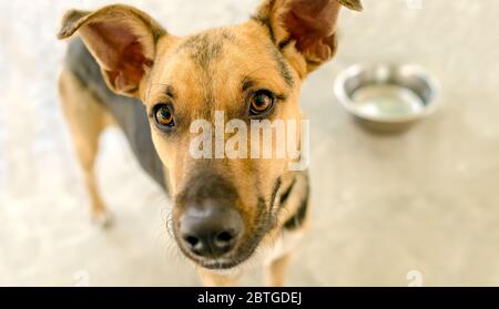 Un cane affamato sta aspettando in attesa di qualcuno che riempia la sua ciotola con cibo Foto Stock