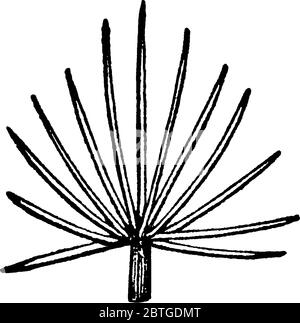 Foglie di pianta che assomiglia a un ventilatore, disegno di linea vintage o illustrazione di incisione. Illustrazione Vettoriale