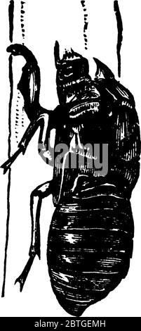 Immagine della pelle di pupa da cui è emerso l'adulto, la cicada periodica, disegno di linea vintage o illustrazione di incisione. Illustrazione Vettoriale