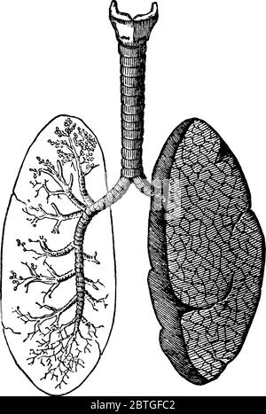 Una rappresentazione tipica dei polmoni e dei passaggi dell'aria, degli organi primari del sistema respiratorio negli esseri umani e negli animali, disegno di linee d'epoca Illustrazione Vettoriale