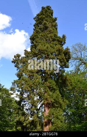 Fine maggio nel nord-ovest Kent, Inghilterra. Chartwell, la casa di Winston Churchill, enorme albero di Wellingtonia vicino al sentiero del Mariners Hill Loop Foto Stock