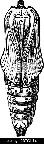 Le pupe di diversi gruppi di insetti hanno nomi diversi come il crisalide per le pupe di farfalle racchiuse in altre strutture come il cocco Illustrazione Vettoriale