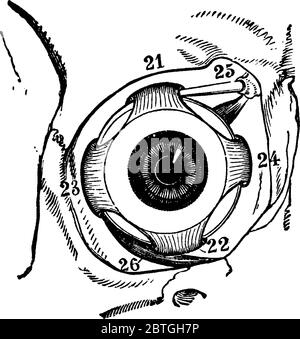 Muscoli del bulbo oculare destro all'interno dell'orbita, visto dalla parte anteriore, con le sue parti etichettate come 21, 22, 23, 24, 25 e 26, che rappresentano, superiore, infer Illustrazione Vettoriale