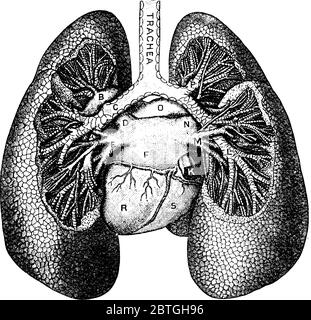 L'ossigeno entra nei polmoni umani come parte dell'aria che respirano, con le parti rappresentate, A, divisione del bronco sinistro al lobo superiore; B, ramo sinistro Illustrazione Vettoriale