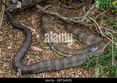 Australiano orientale Tiger Snake crogiolarsi Foto Stock
