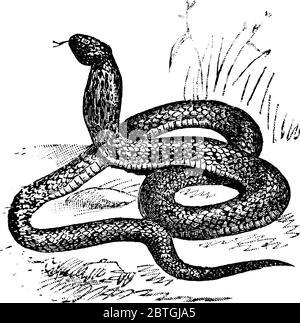 ASP come simbolo reale egiziano, in antichità riferito a una qualsiasi di diverse specie di serpente venomous trovato nella regione del Nilo, il suo veleno portato sleepi Illustrazione Vettoriale