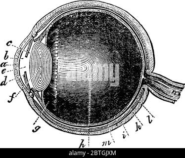 Una rappresentazione tipica dell'occhio umano con le parti, pupilla, retina che è un'espansione del nervo ottico, del rivestimento coroide e dei legamenti ciliari, Illustrazione Vettoriale