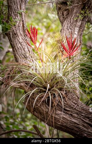 Guardando in su a Bromeliads che fiorisce in fork of Tree Trunk in Everglades Foto Stock