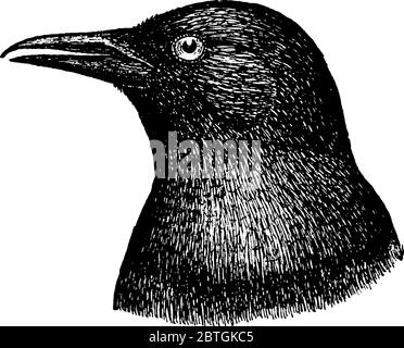 La rappresentazione tipica ai corvi, auto vere sono grandi uccelli passerini che comprendono il genere Corvus nella famiglia Corvidae, linea vintage disegno o Illustrazione Vettoriale