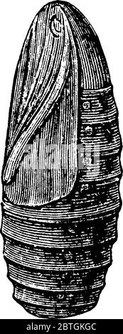 Le pupe di diversi gruppi di insetti hanno nomi diversi come il crisalide per le pupe di farfalle racchiuse in altre strutture come il cocco Illustrazione Vettoriale
