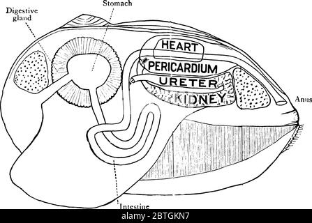 Il clam è una creatura marina con una conchiglia in due parti che può chiudersi strettamente, chiamata Clam Shell. Questa figura rappresenta l'org digestivo ed escretivo Illustrazione Vettoriale