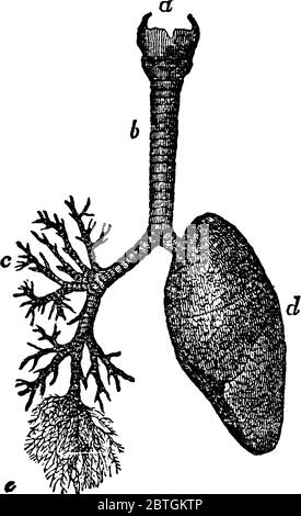 Immagine del polmone umano in cui si parte prima dal tubo del vento e poi completa la struttura interna dei polmoni, disegno di linea vintage o incisione illustrativa rapporto Illustrazione Vettoriale