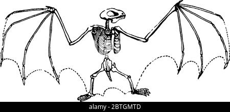 La testa di un pipistrello a long-ared, in grandezza naturale, mostra un pipistrello antico con pipistrello a lungo arso con capelli, disegno o incisione di linee d'annata, illustri d'annata Illustrazione Vettoriale