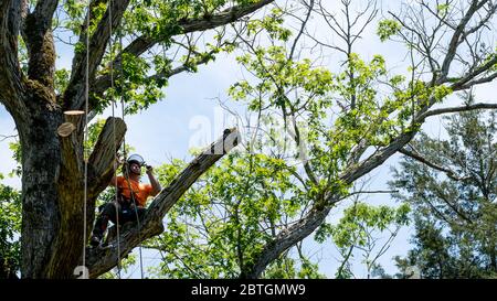 Lavoratore in maglia arancione che sale in albero tagliando rami morti in Carolina del Nord Foto Stock