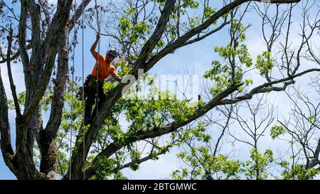 Lavoratore in maglia arancione che sale in albero tagliando rami morti in Carolina del Nord Foto Stock
