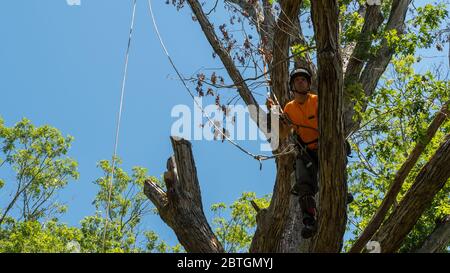 Lavoratore in maglia arancione che sale in albero tagliando rami morti in Carolina del Nord Foto Stock
