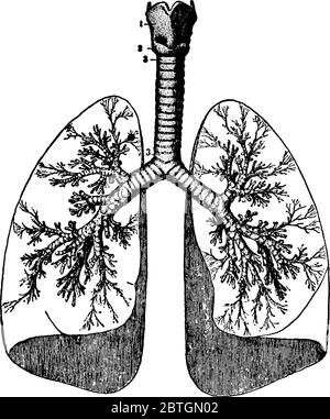 Immagine della forma dei polmoni umani e unita alla trachea dal punto carina, dal disegno di linee vintage o dall'illustrazione dell'incisione. Illustrazione Vettoriale