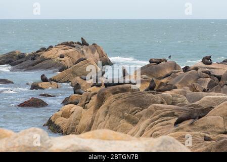 Foche da pelliccia sudamericane, Arctocephalus australis, e leoni marini sudamericani, Otaria flavescens, su una riva rocciosa nella riserva di Cabo Polonio, R. Foto Stock