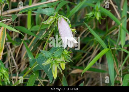 Fiore di campanula puntata, Città di Isehara, Prefettura di Kanagawa, Giappone Foto Stock