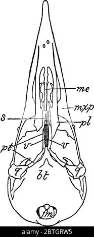 Cranio saurognatoso di picchio, dove la parte posteriore di una palatina è tagliata via per mostrare la lunga proiezione anteriore del pterigoide, annata Illustrazione Vettoriale