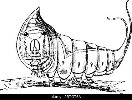 Caterpillar è la fase più grande del membro dell'Ordine Lepidoptera., disegno di linea vintage o illustrazione dell'incisione. Illustrazione Vettoriale