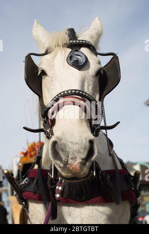 Primo piano di un cavallo da traino Foto Stock