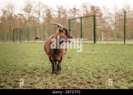 Un animale domestico capra con corna si trova in un campo che sanguina Foto Stock