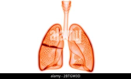 Polmoni del sistema respiratorio umano con anatomia alveoli Foto Stock