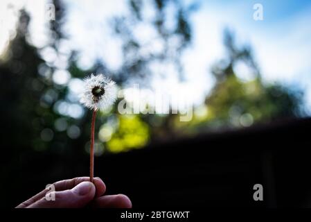 Dente di leone tenuto al cielo blu Foto Stock