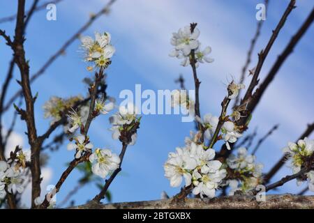 Fiore bianco cinese di prugna fiore o albicocca giapponese, prugna verde coreana, Asia orientale, è di solito chiamato fiore di prugna Foto Stock