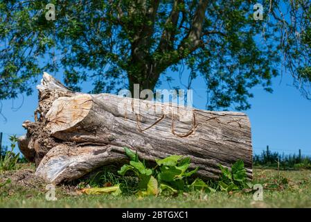 Vecchio tronco di albero rustico scolpito con le lettere e una forma per incantare i Heart (Love) voi Foto Stock