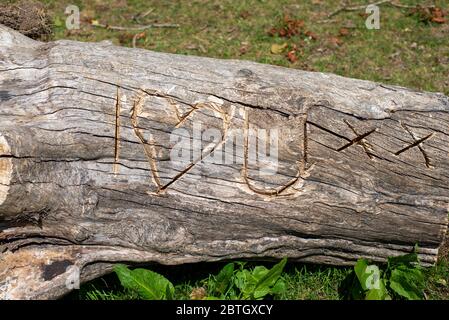 Vecchio tronco di albero rustico scolpito con le lettere e una forma per incantare i Heart (Love) voi Foto Stock