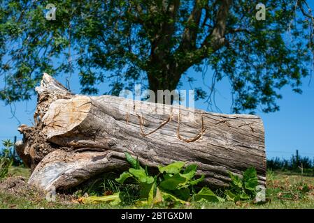 Vecchio tronco di albero rustico scolpito con le lettere e una forma per incantare i Heart (Love) voi Foto Stock