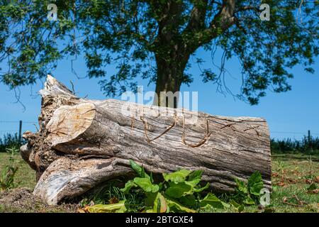 Vecchio tronco di albero rustico scolpito con le lettere e una forma per incantare i Heart (Love) voi Foto Stock