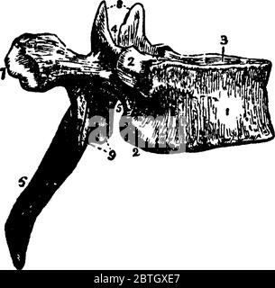 Figura di una vertebra, ci sono 33 vertebre che si interbloccano l'una con l'altra per formare la colonna vertebrale, il disegno della linea vintage o il rapporto di illustrazione Illustrazione Vettoriale