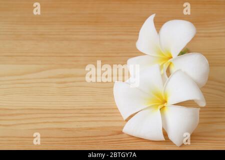 Coppia di fiori di Frangipani su sfondo di legno con Copy Space Foto Stock