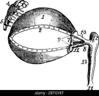 Una rappresentazione tipica dei muscoli oculari, con le parti, 1, cartilagine della palpebra superiore; 2, il suo bordo inferiore, che mostra le aperture del Meibom Illustrazione Vettoriale